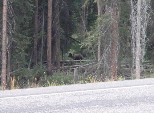 GDMBR: We actually saw four (4) Grizzly Bear Cubs.